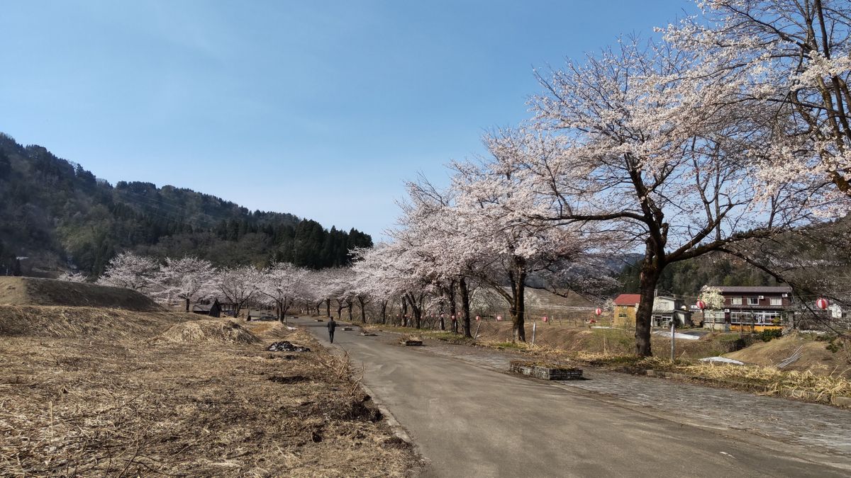 安塚リバーサイドロードの桜