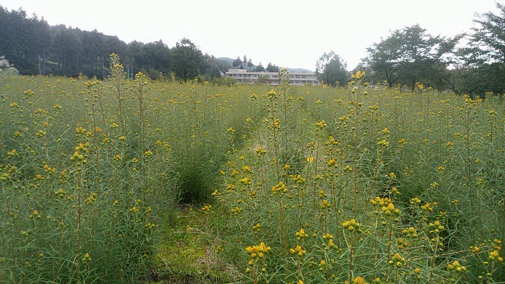 ヤナギバひまわりの開花状況