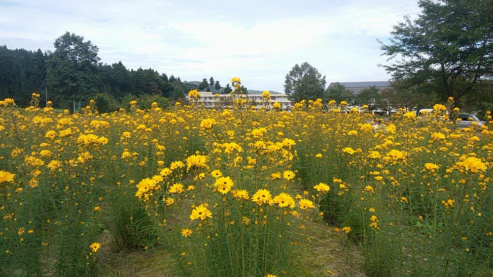 ヤナギバひまわりの開花状況