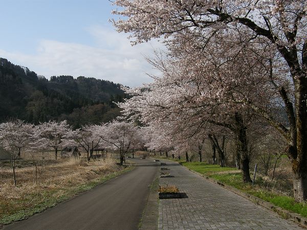 安塚リバーサイドロードの桜