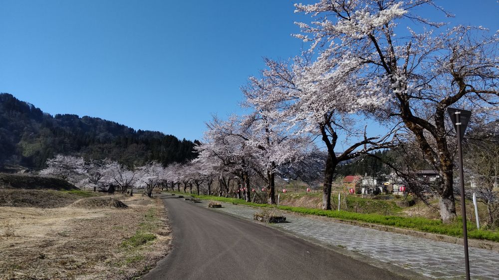 安塚リバーサイドロードの桜2024