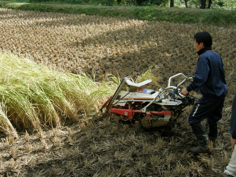 はさかけ米10ｋg白米令和2年産コシヒカリ 新潟県上越市安塚区産