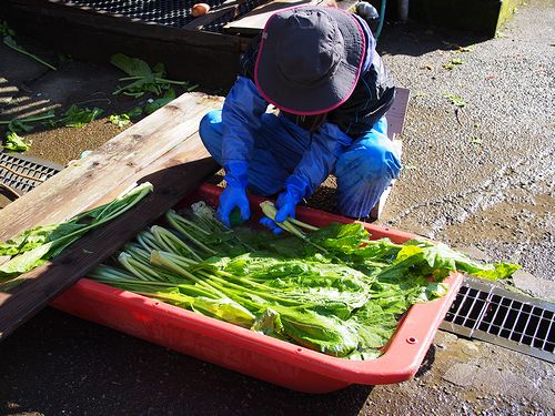 野沢菜を洗っています。