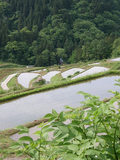 棚田、田植えの頃