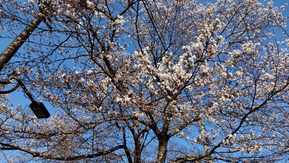 松崎の桜の開花状況2023年4月3日