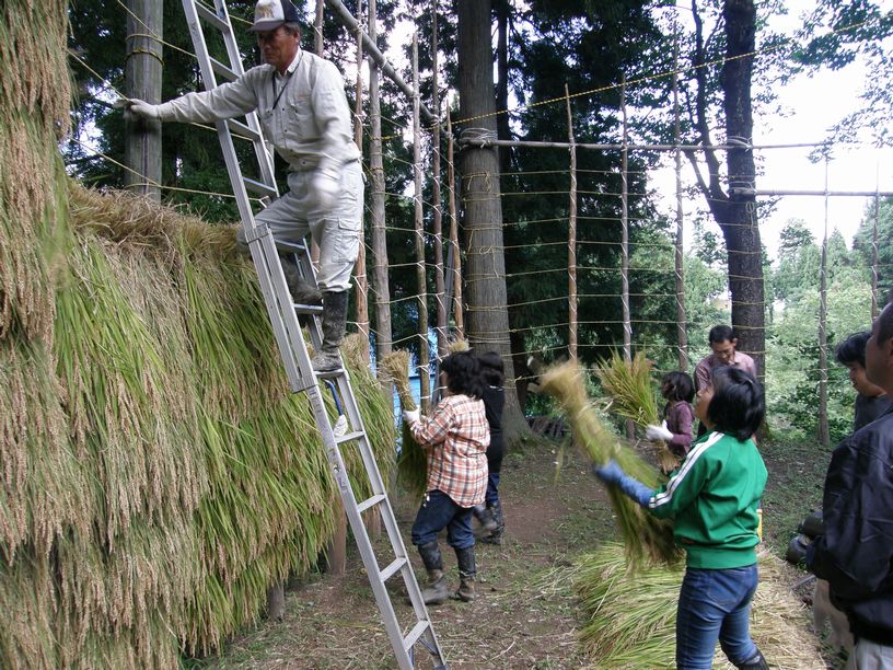 はさかけ米1kg白米令和2年産コシヒカリ 新潟県上越市安塚区産