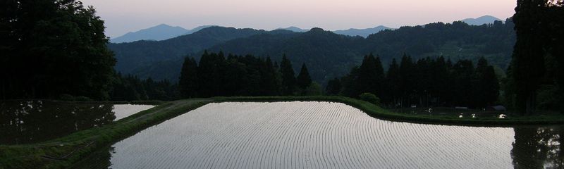 棚田、田植えの頃、早朝