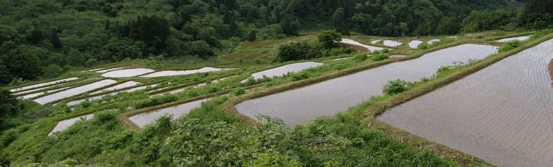 棚田、田植えの頃