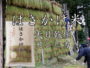 棚田米 はさかけ米 通信販売 新潟県上越市安塚区産 棚田米 はさかけ米 通信販売 新潟県上越市安塚区産