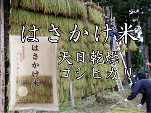 棚田米 はさかけ米 通信販売 新潟県上越市安塚区産