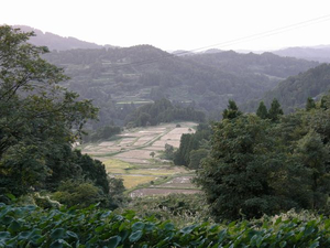 秋の棚田