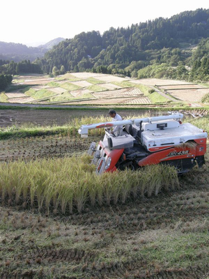 稲刈り2