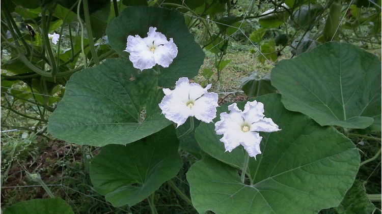 ユウガオの花